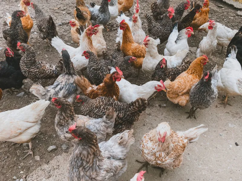 Watery, Pale, and Proud of It: How Britain Forgot What a Proper Chicken Tastes Like